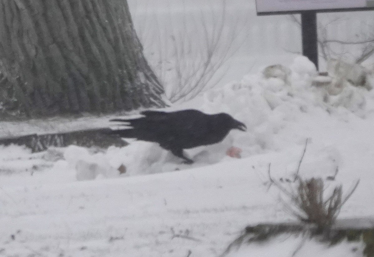 Common Raven - ML646841239