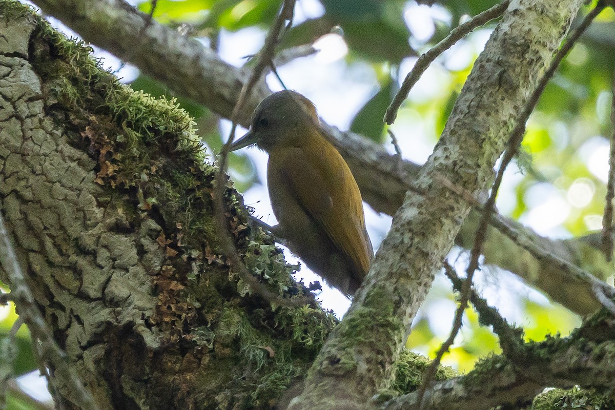 Olive Woodpecker (Southern) - ML646841241