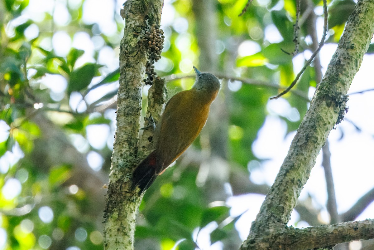 Olive Woodpecker (Southern) - ML646841242