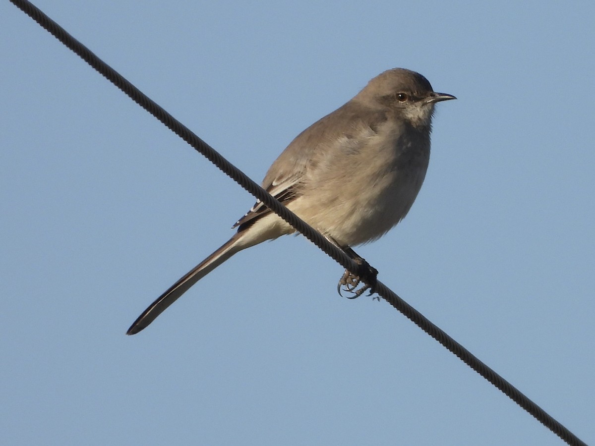 Northern Mockingbird - ML646841243
