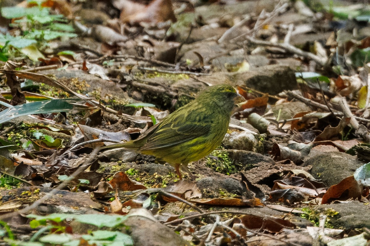 Forest Canary - ML646841248