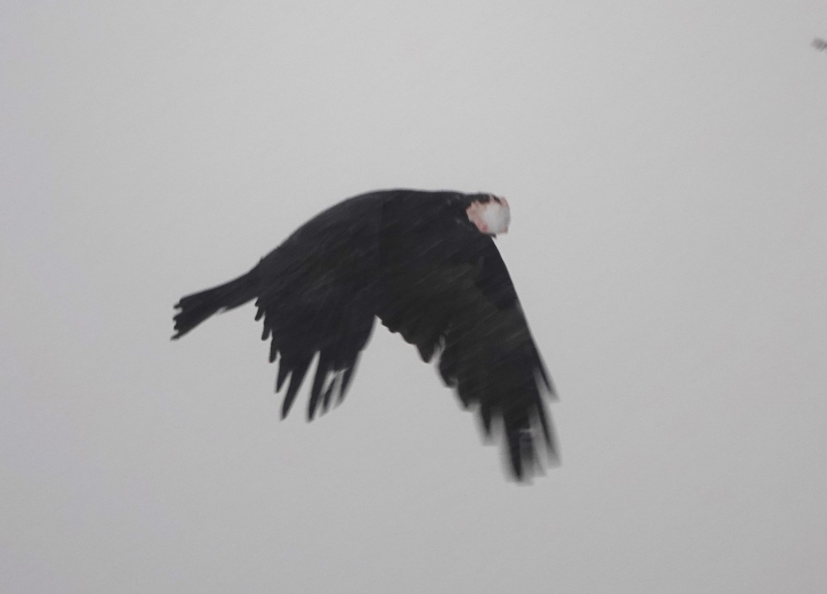 Common Raven - ML646841249