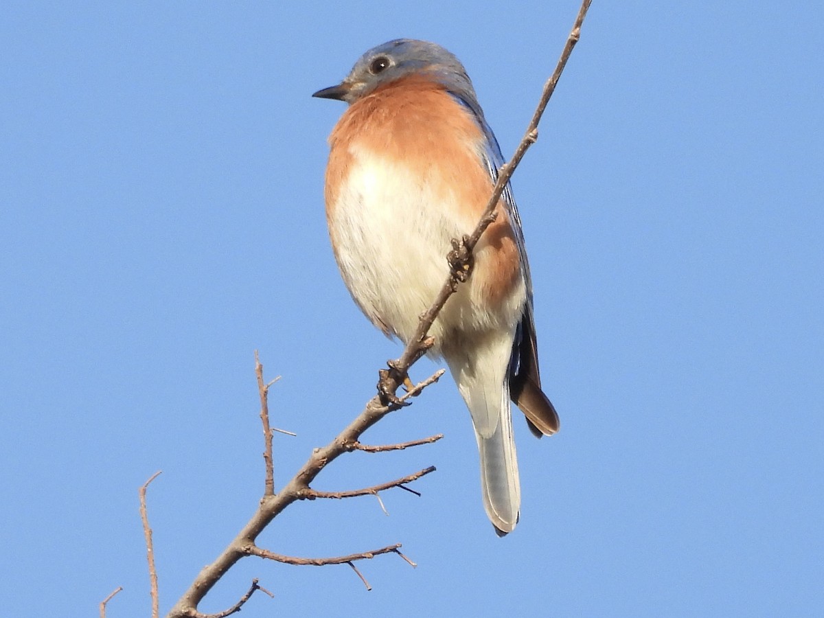 Eastern Bluebird - ML646841251