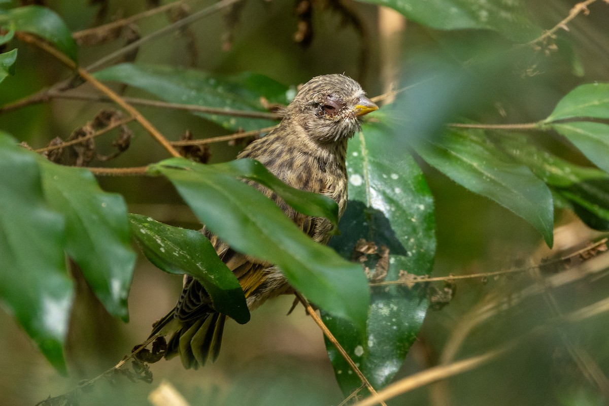 Cape Canary - ML646841256