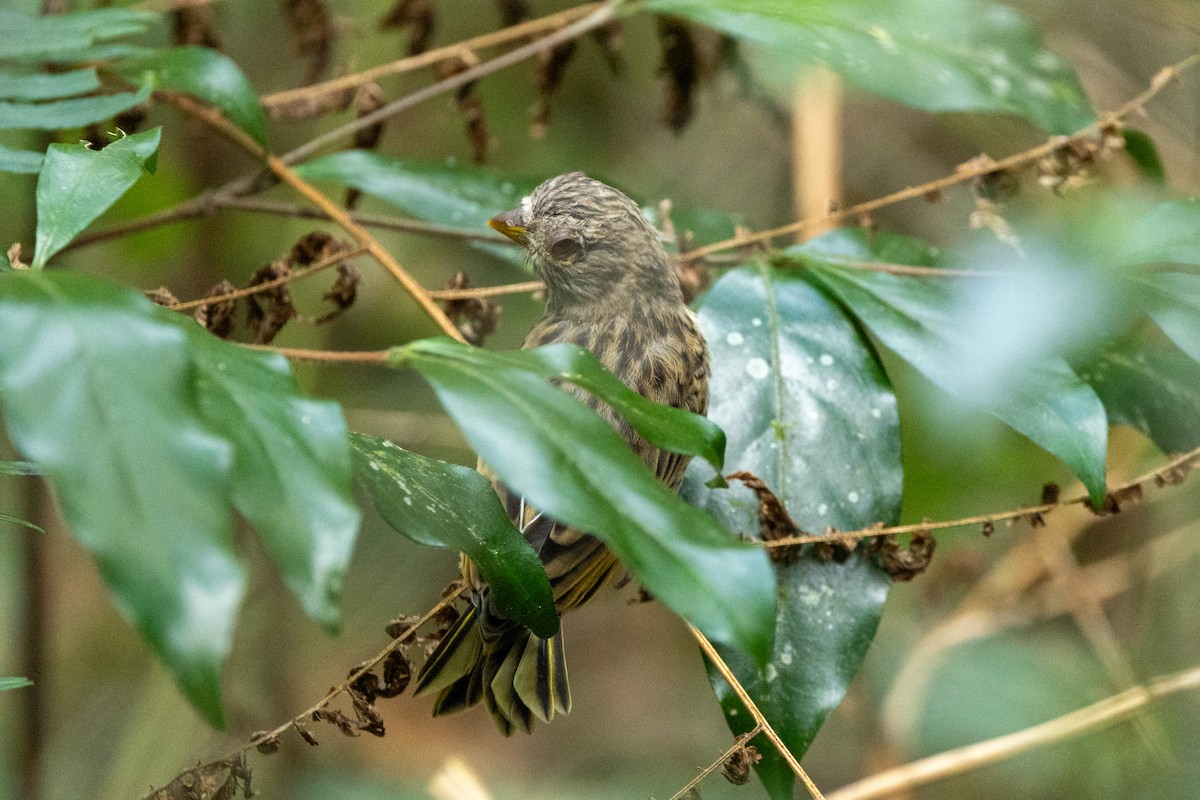 Cape Canary - ML646841257