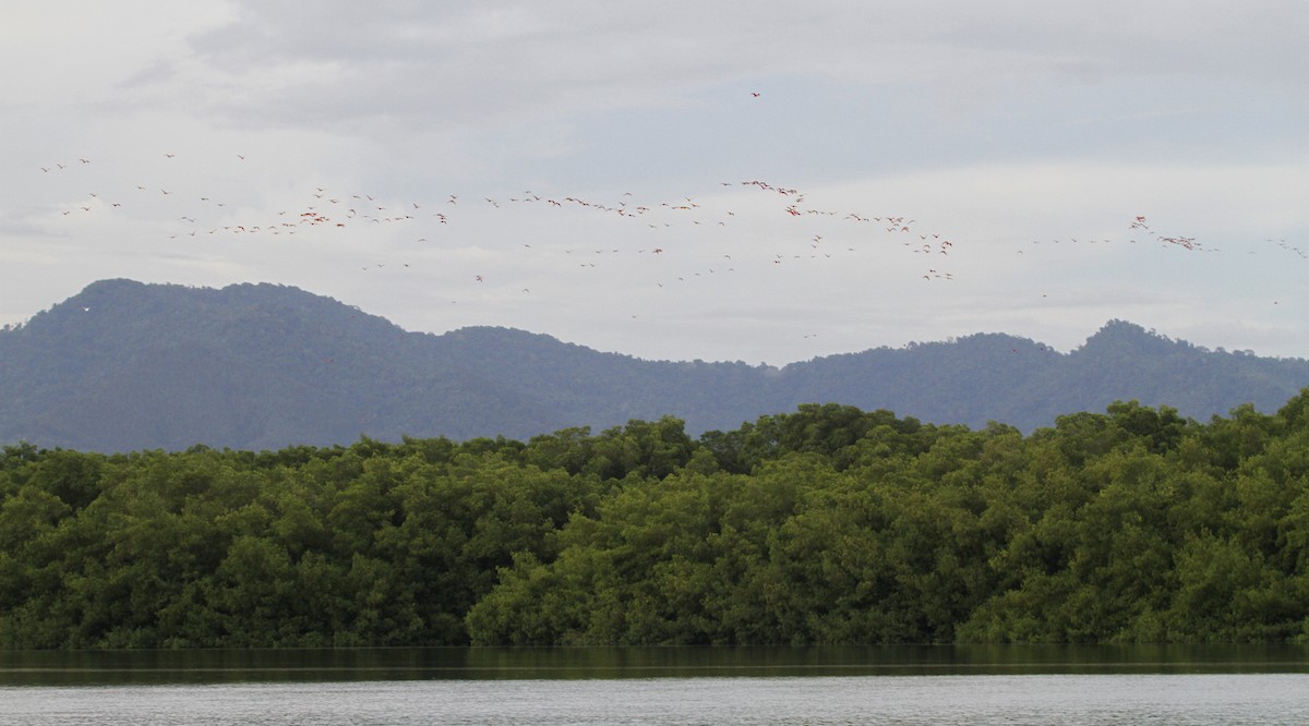 Ібіс червоний - ML646841258