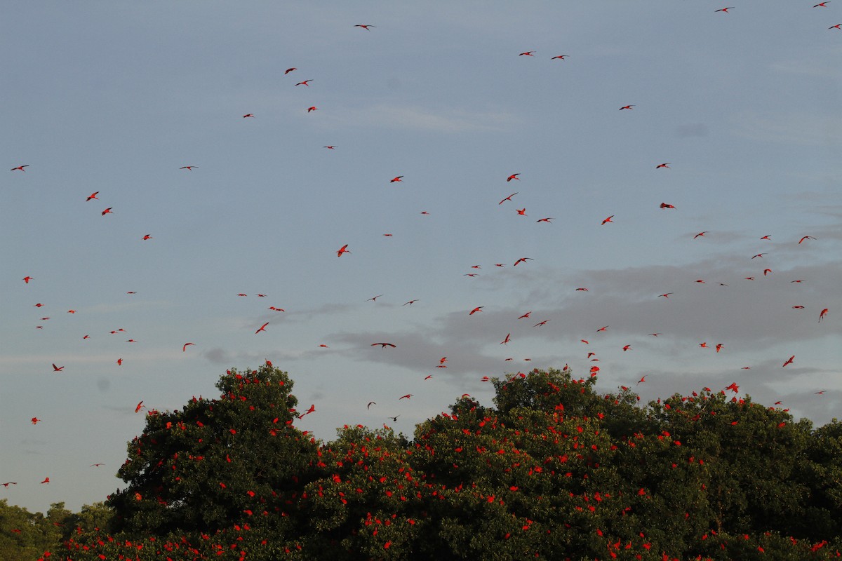 Ібіс червоний - ML646841259