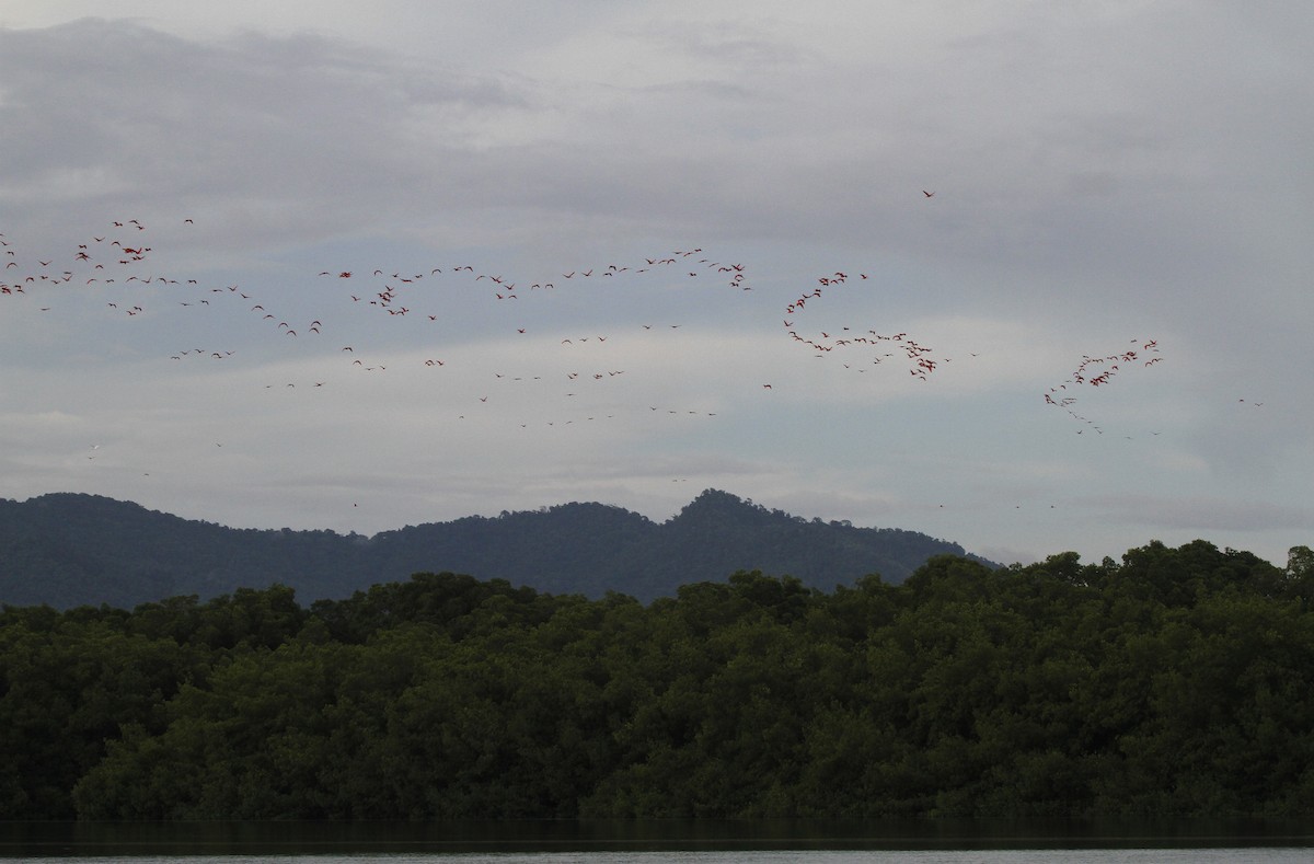 Ібіс червоний - ML646841260