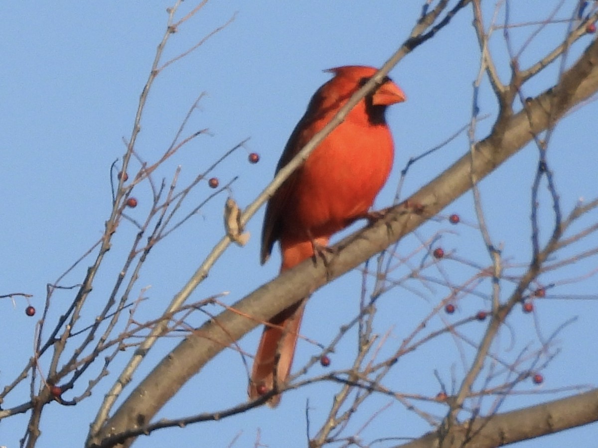 Northern Cardinal - ML646841271