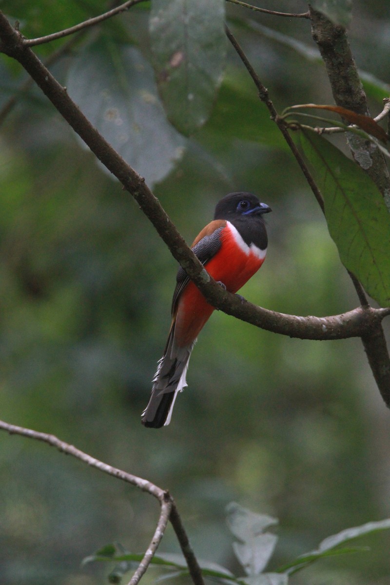 Malabartrogon - ML646841272