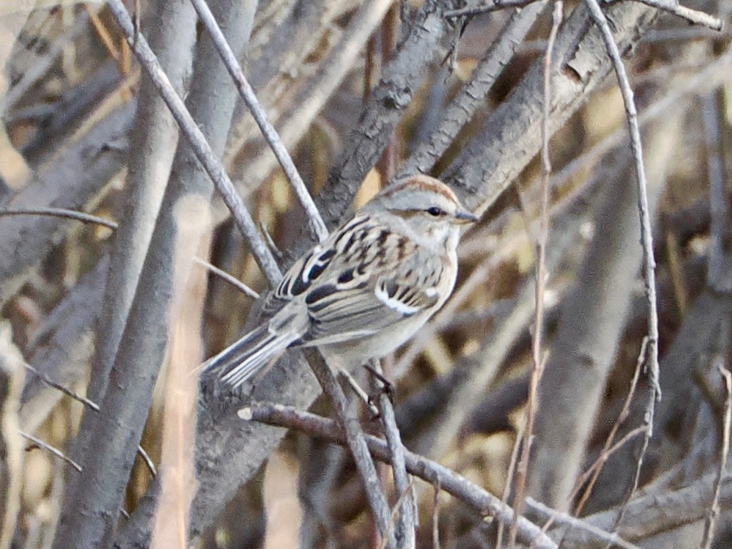 American Tree Sparrow - ML646841274