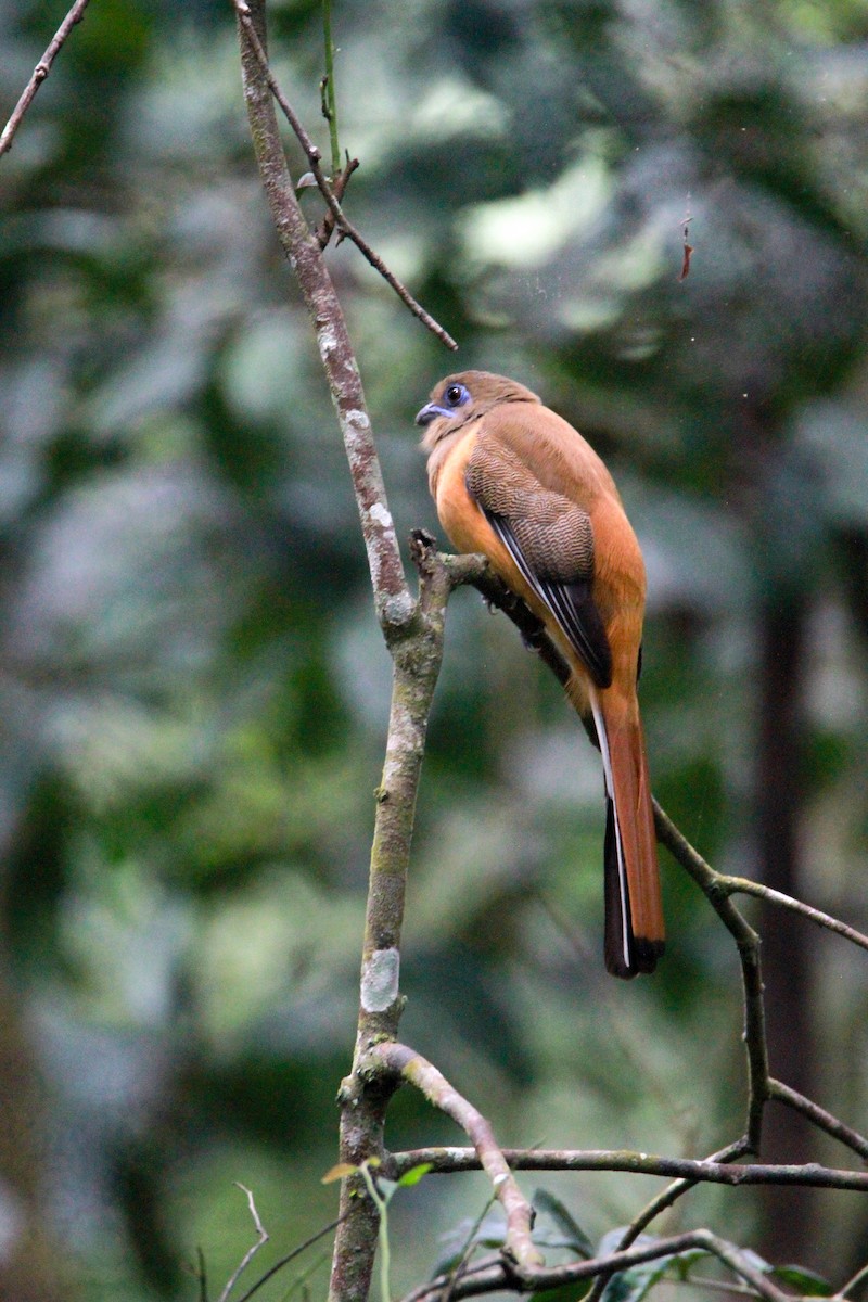Malabartrogon - ML646841275