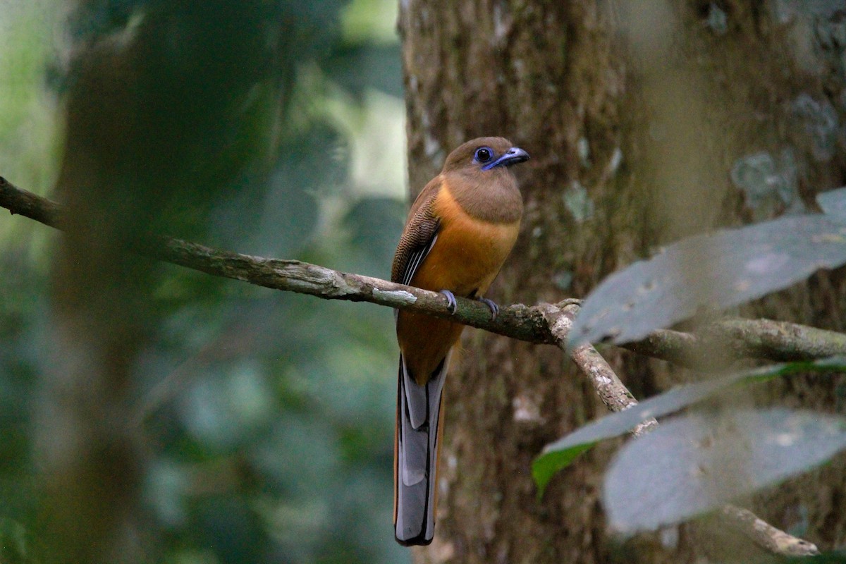 Malabartrogon - ML646841276