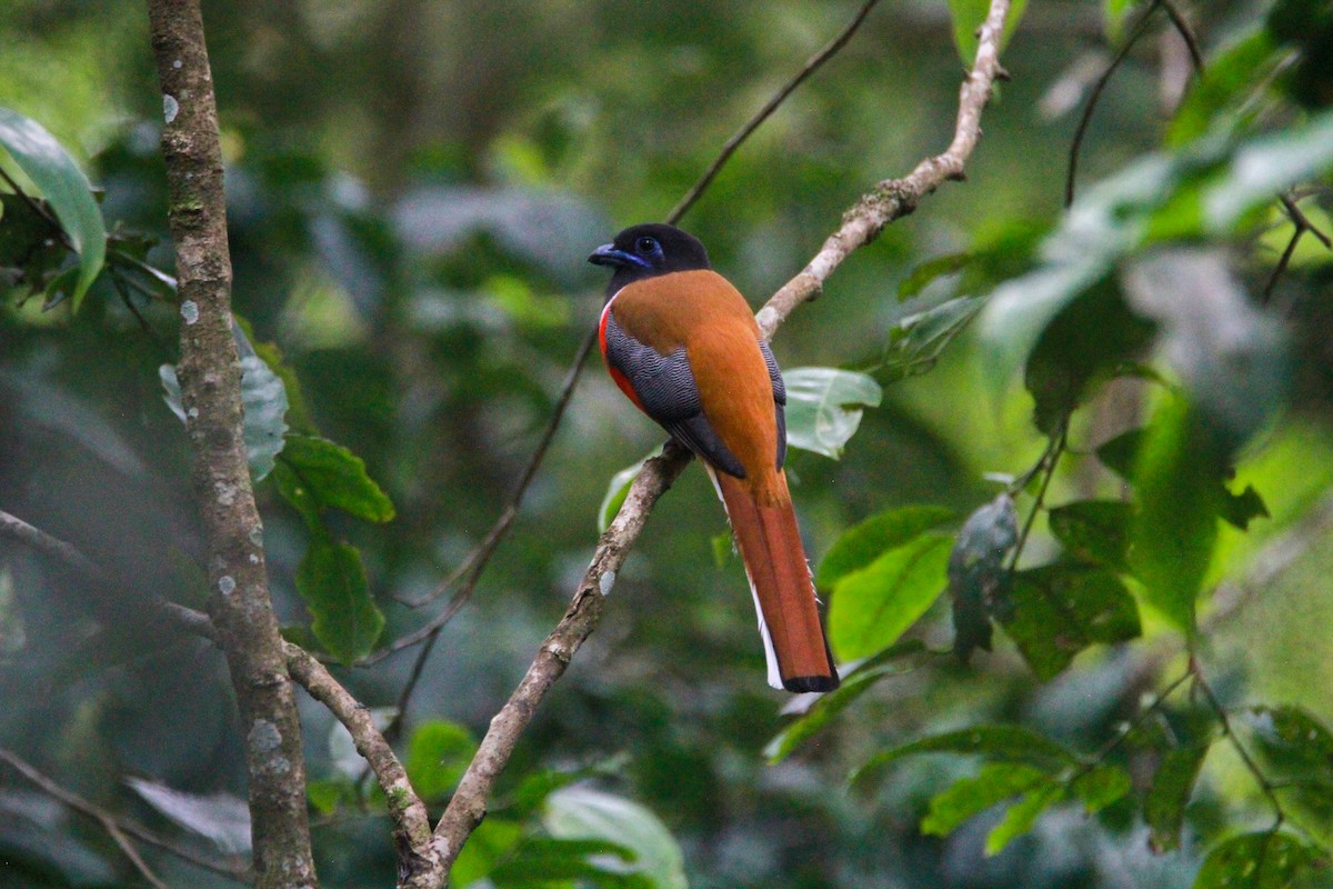 Malabartrogon - ML646841277