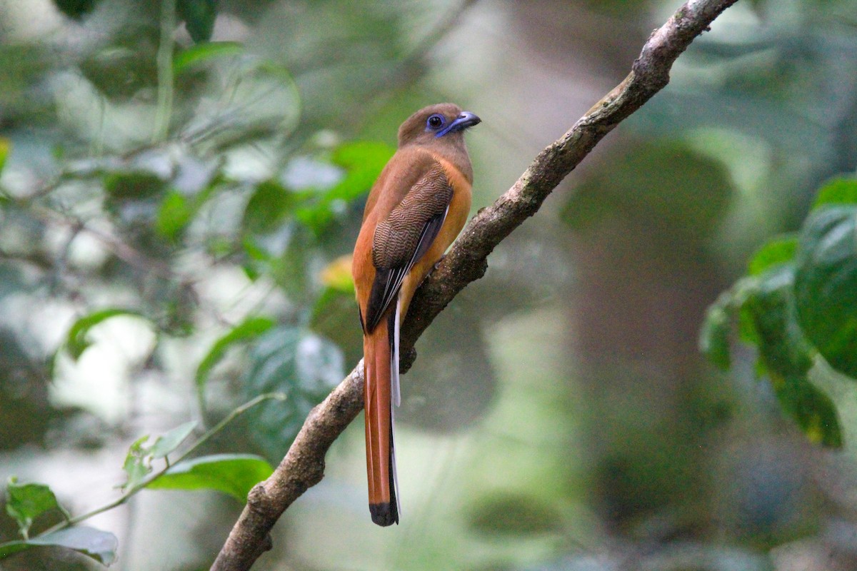 Malabartrogon - ML646841278