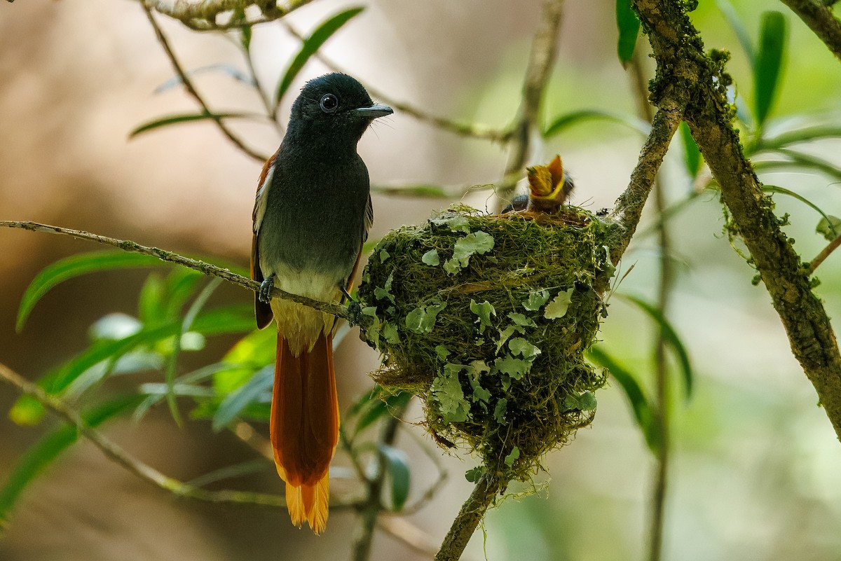 African Paradise-Flycatcher - ML646841280
