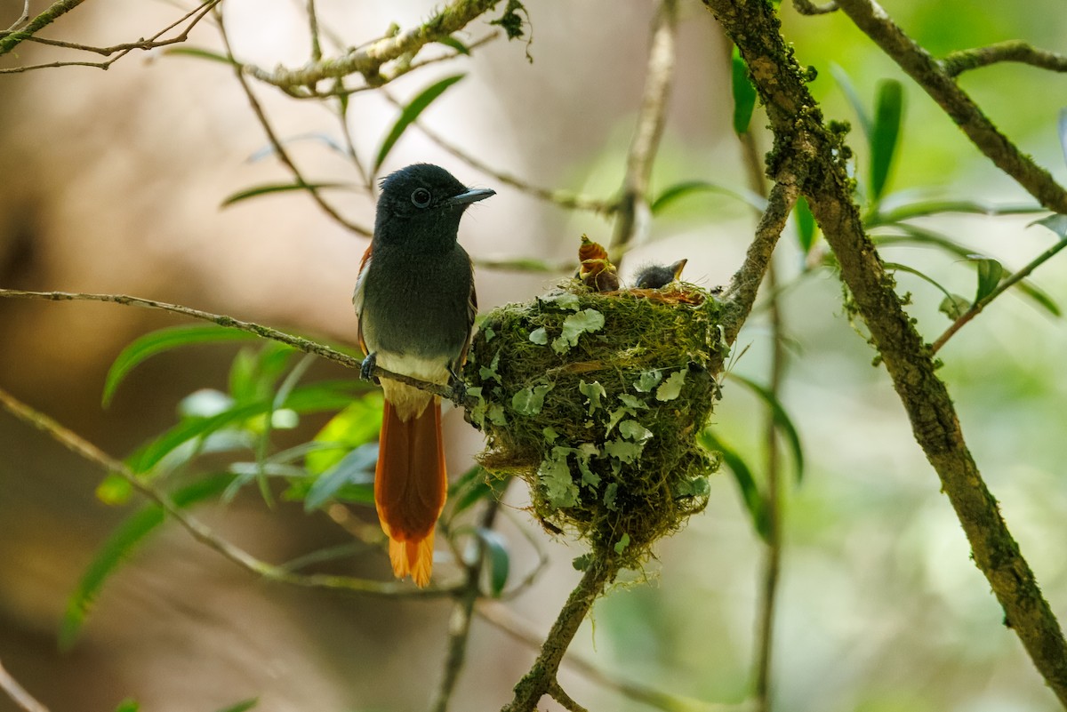 African Paradise-Flycatcher - ML646841281