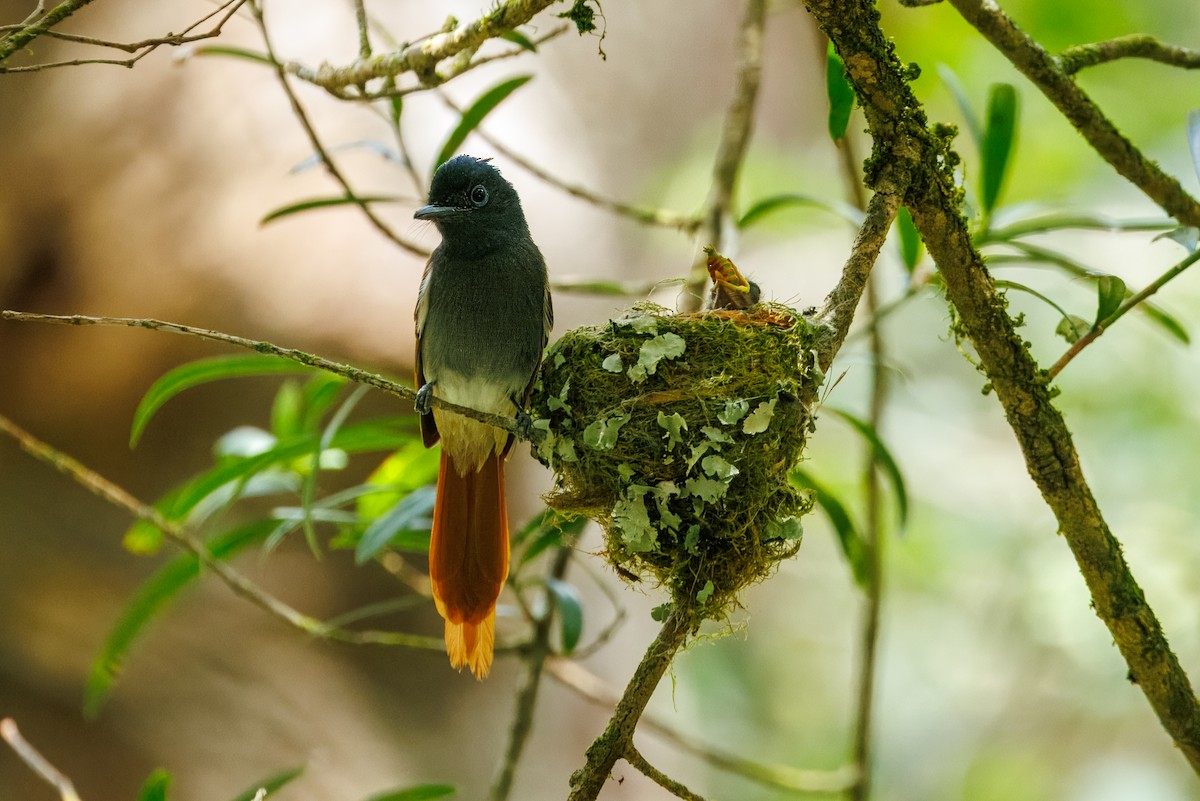 African Paradise-Flycatcher - ML646841282