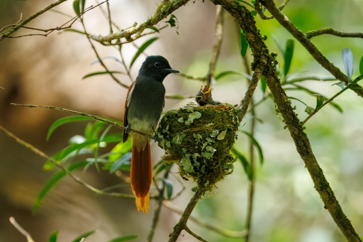 African Paradise-Flycatcher - ML646841283