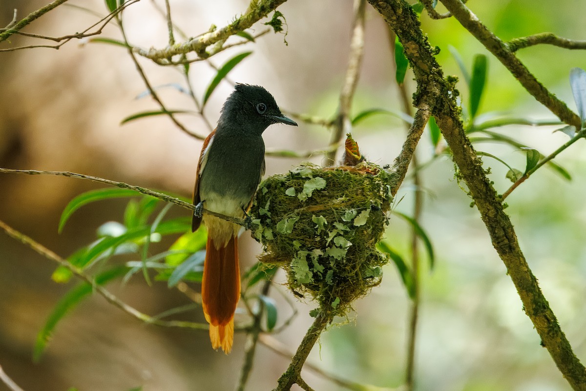 African Paradise-Flycatcher - ML646841284