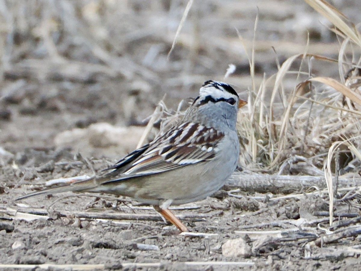 Porsuk Serçesi - ML646841291