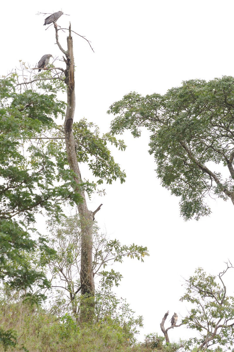 Орел-самітник чубатий - ML646841305