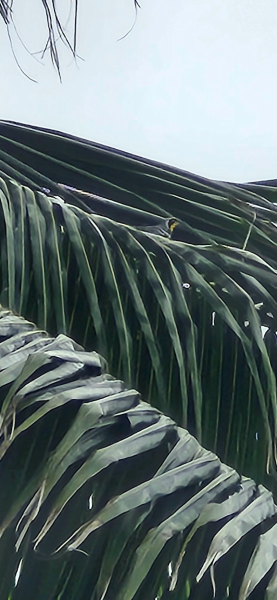 Yellow-throated Warbler - ML646841306