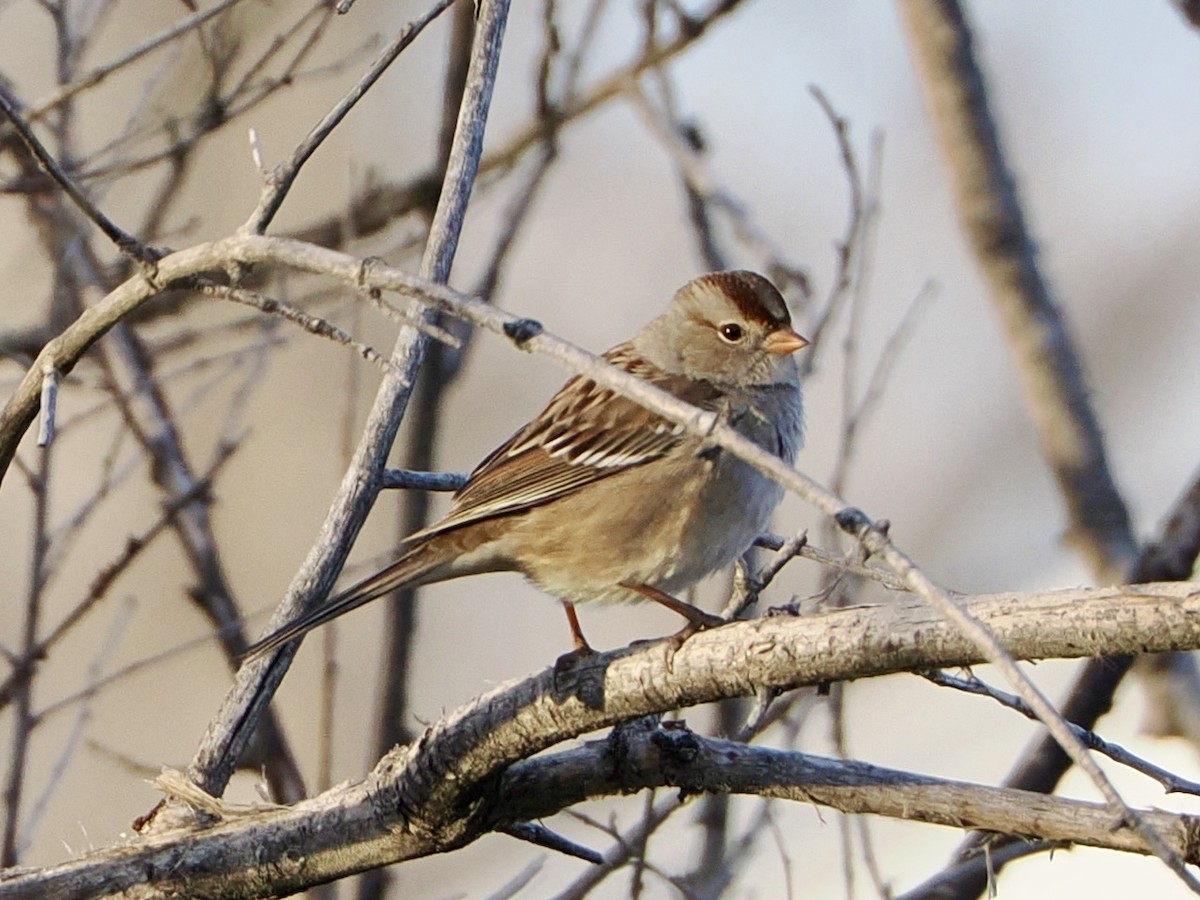 Porsuk Serçesi - ML646841309