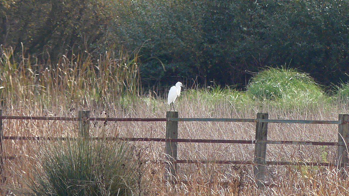 Little Egret - ML646841310