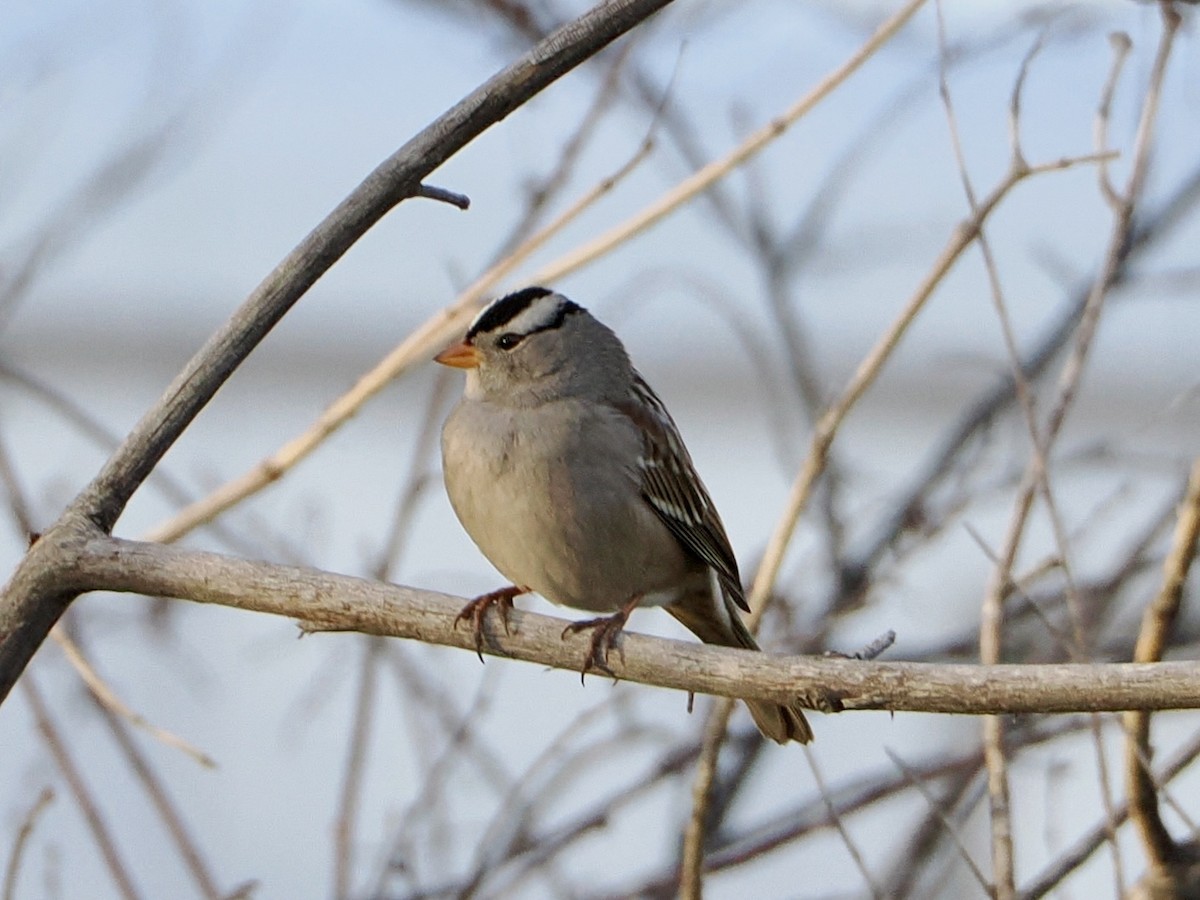 Porsuk Serçesi - ML646841311