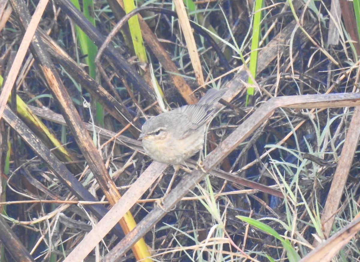 Dusky Warbler - ML646841312