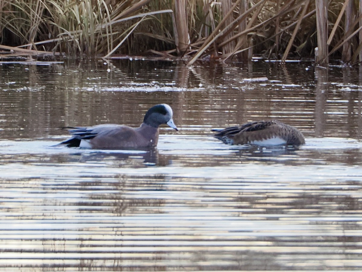 American Wigeon - ML646841314