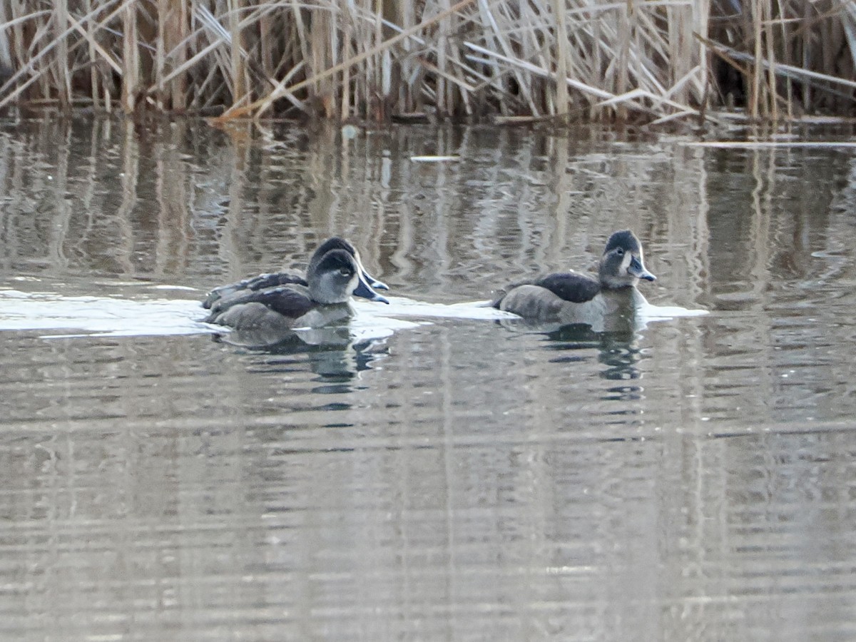 Ring-necked Duck - ML646841320