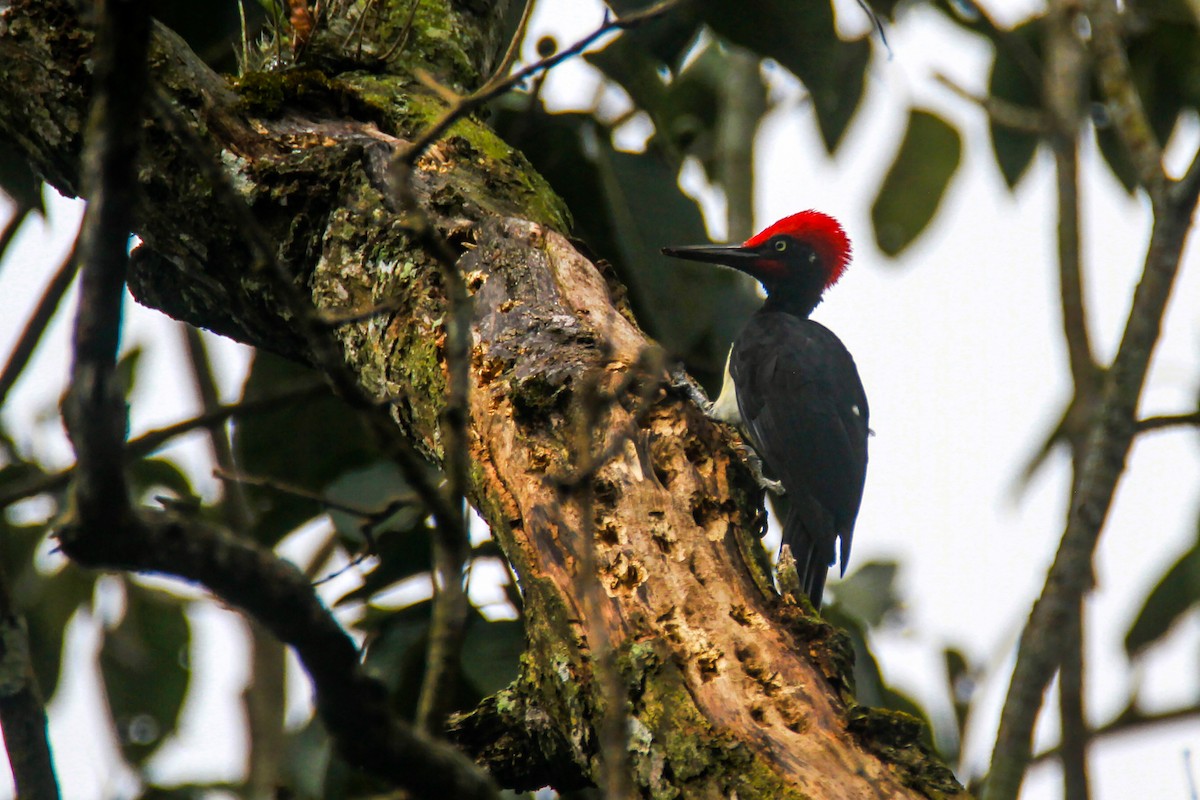 Weißbauchspecht - ML646841321