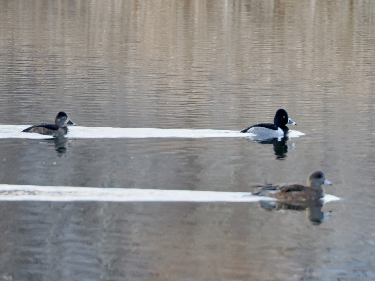 Ring-necked Duck - ML646841325