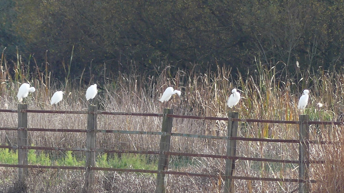 Little Egret - ML646841326