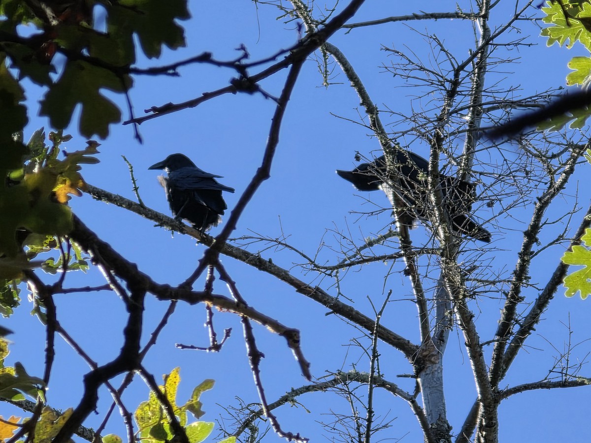 Common Raven - ML646841334