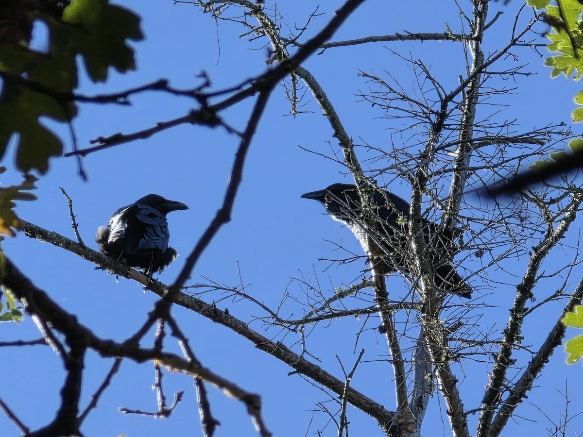 Common Raven - ML646841335