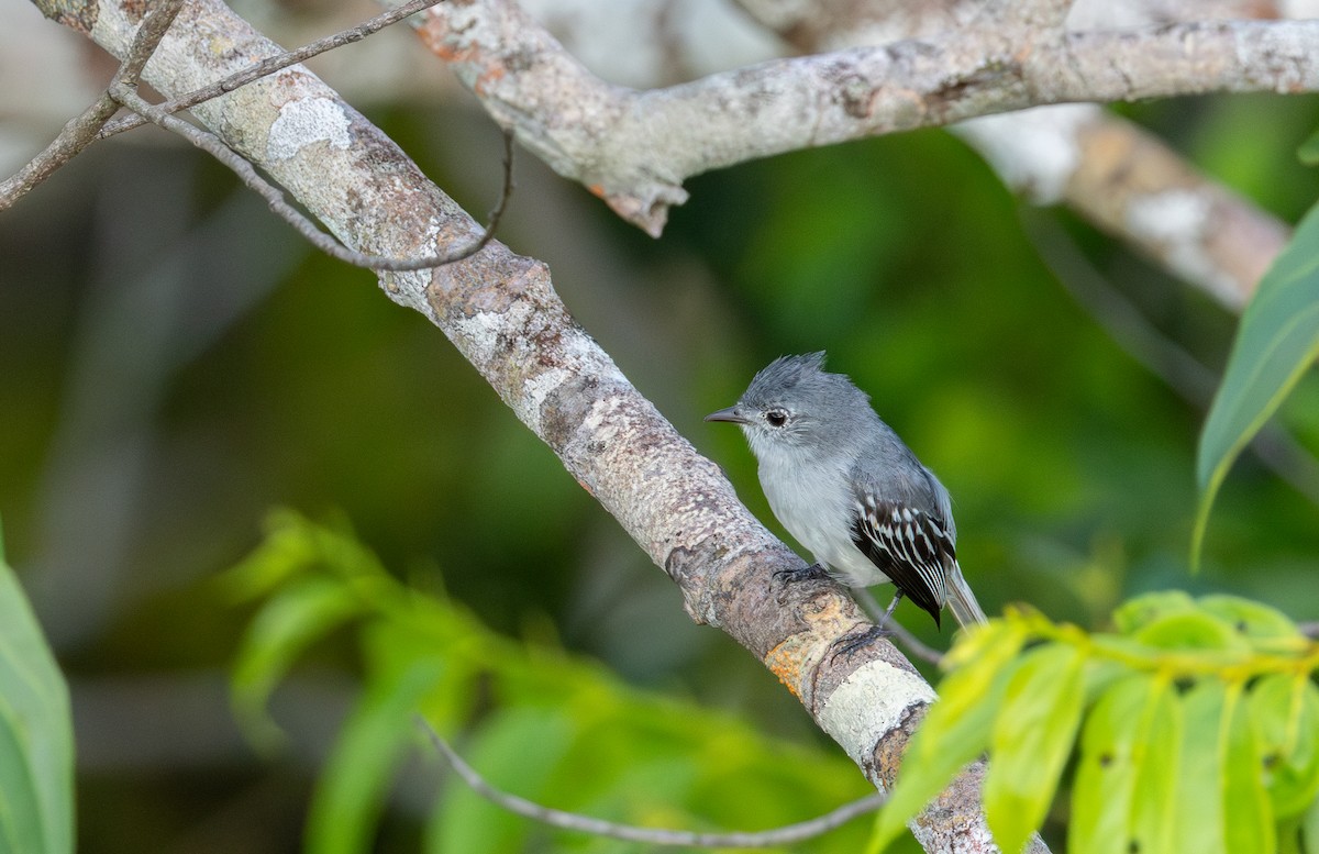 Amazonian Elaenia - ML646841336