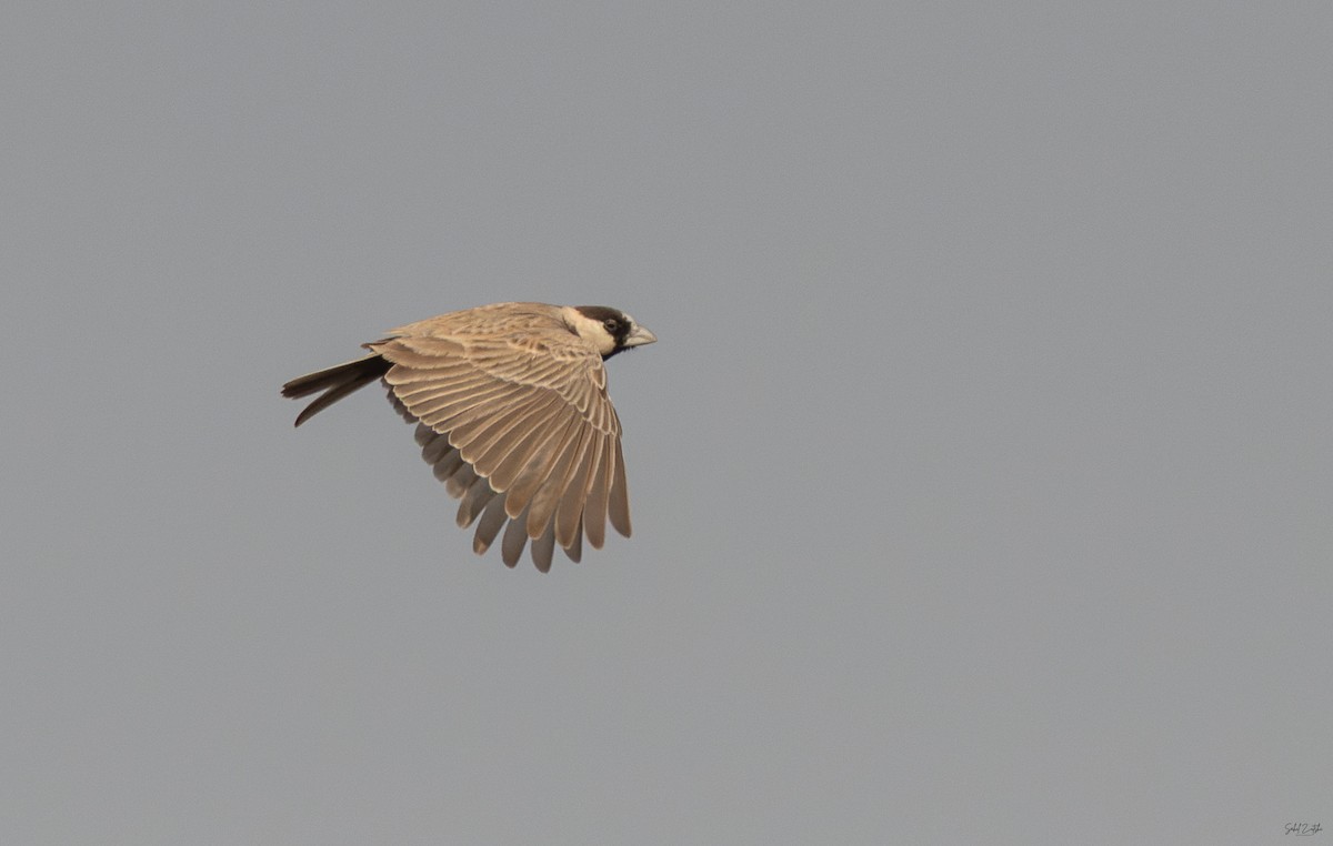 svartkronelerke - ML646841337