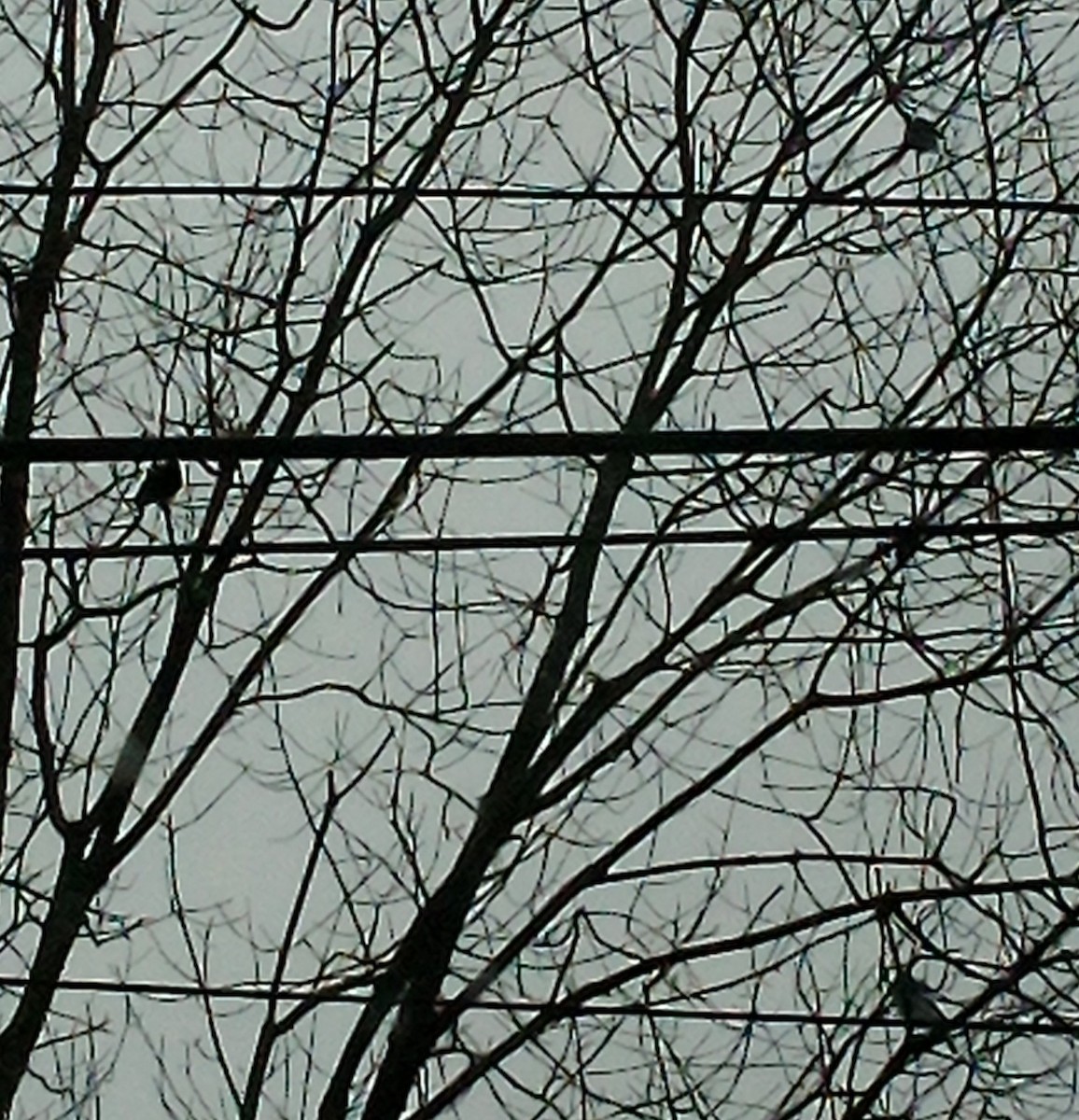 špaček obecný - ML646841341