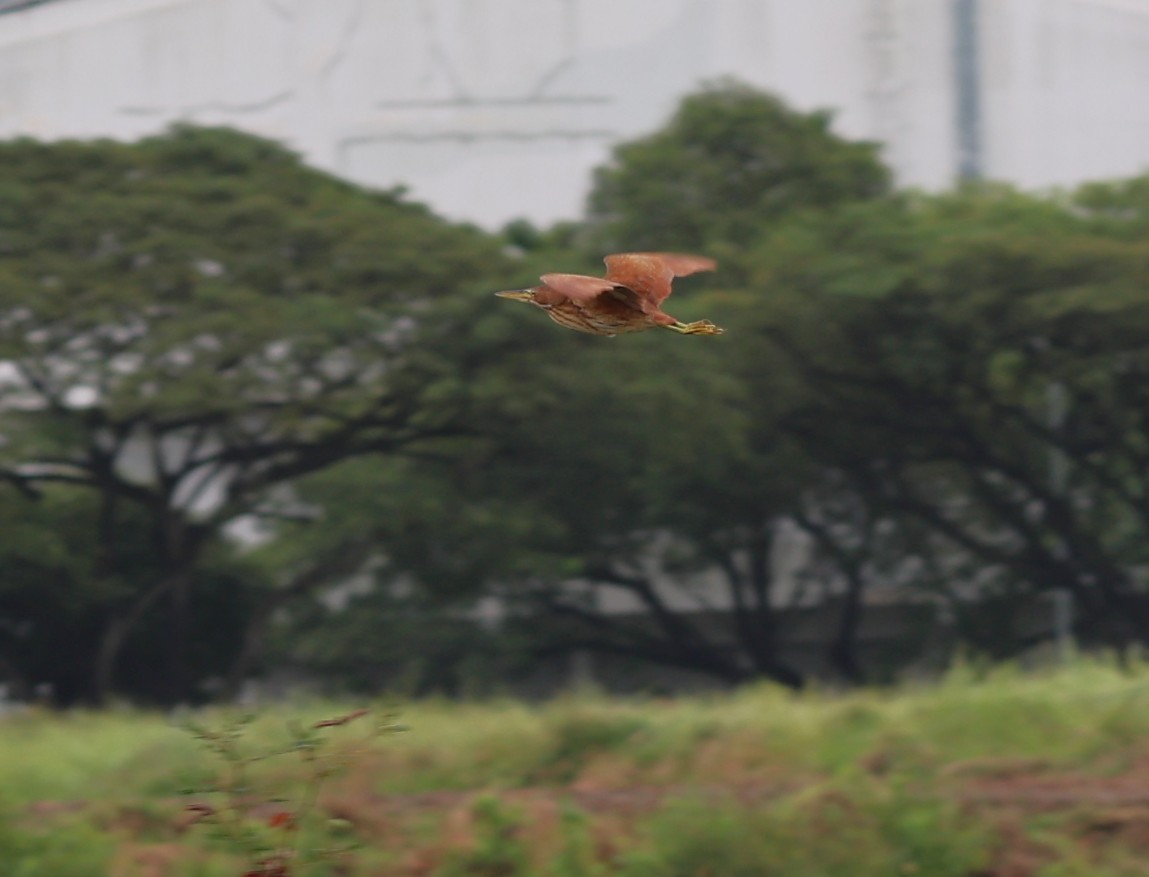 bukáček skořicový - ML646841342