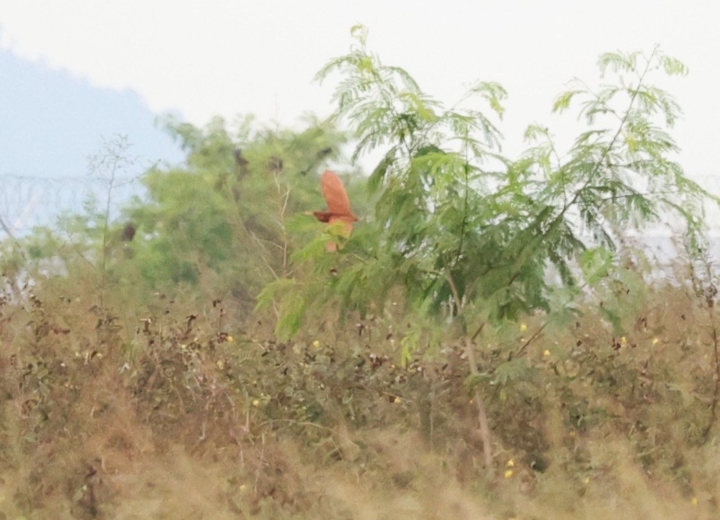 bukáček skořicový - ML646841343