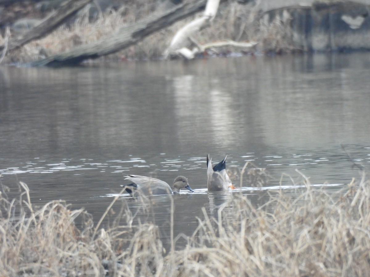 赤膀鴨 - ML646841345