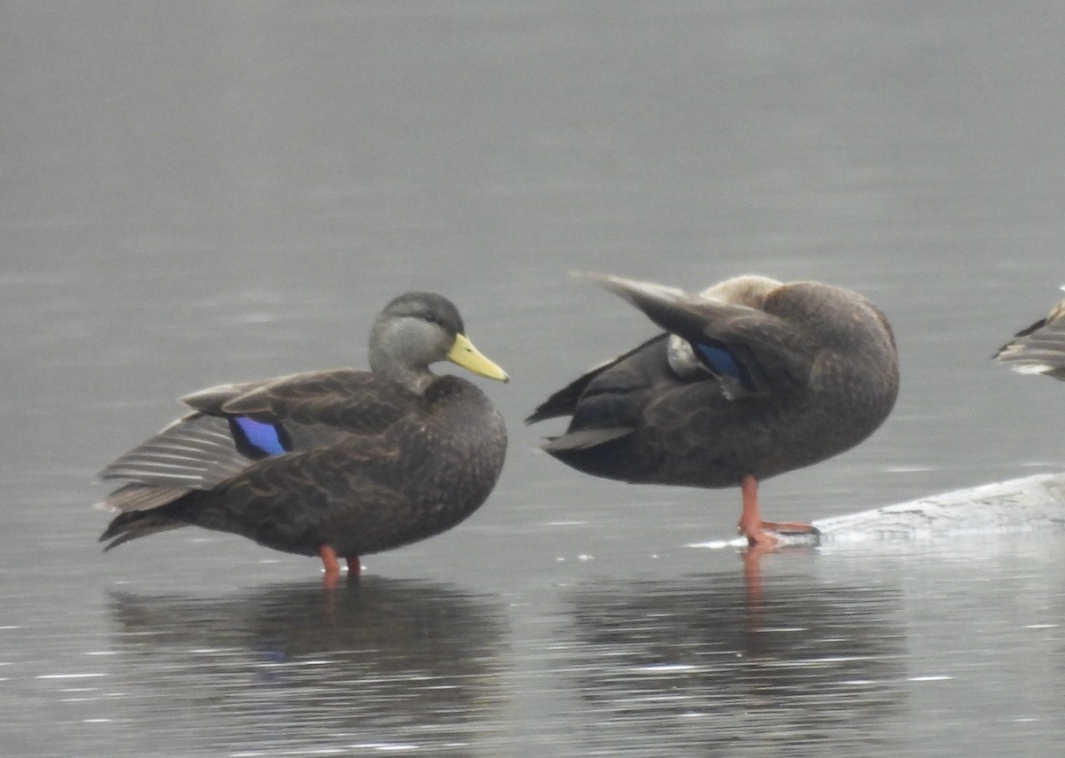 Ahate iluna - ML646841348