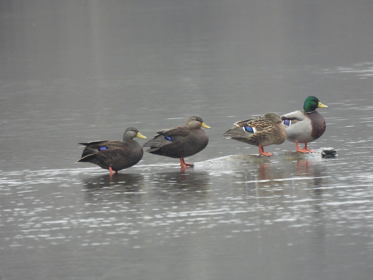 Ahate iluna - ML646841349