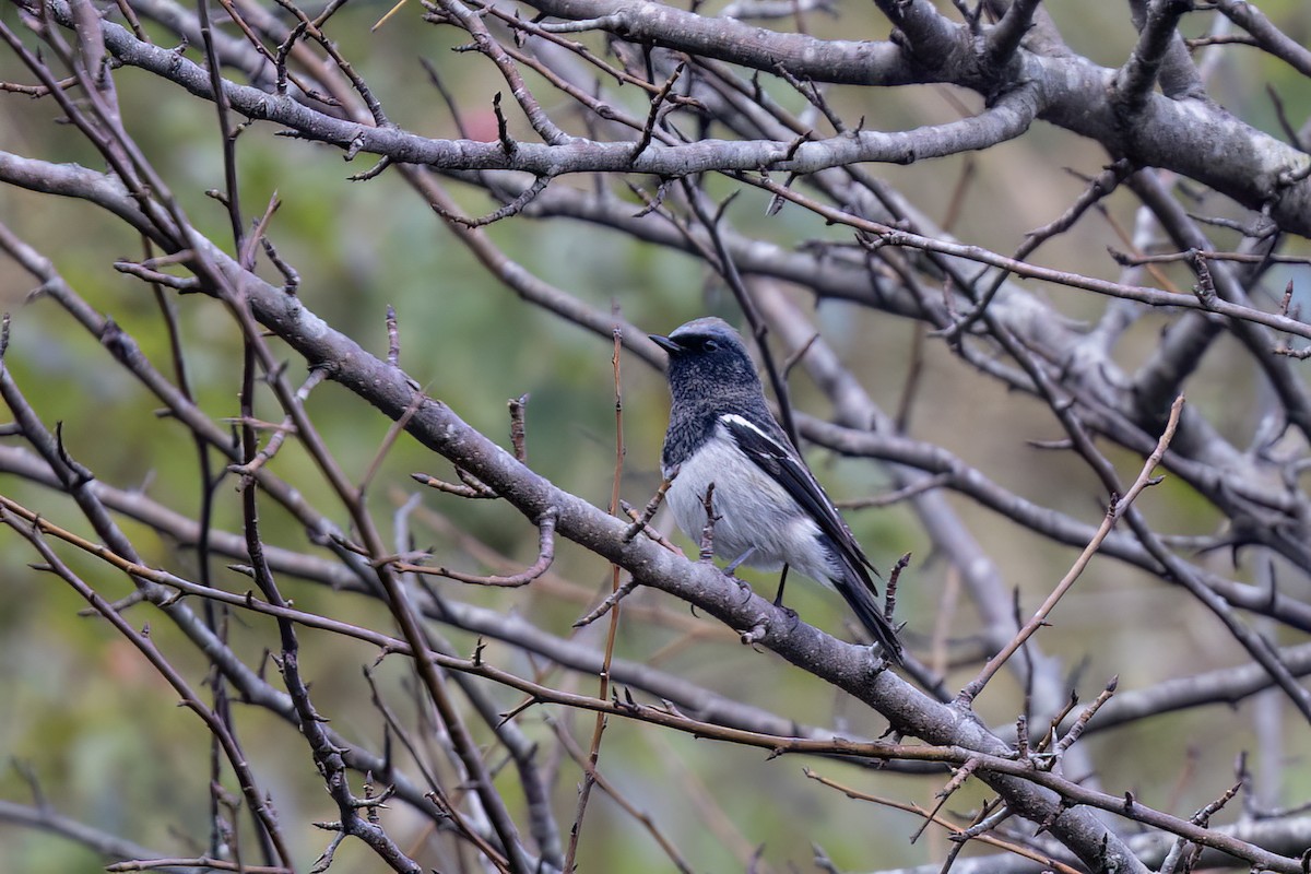 Blue-capped Redstart - ML646841352