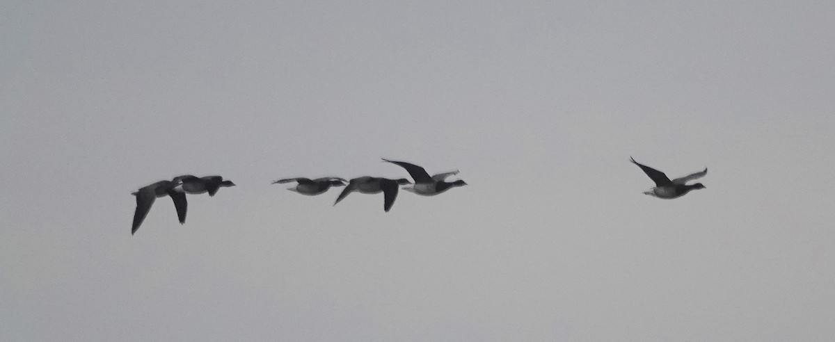 Казарка чорна - ML646841353