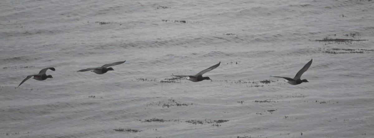 Казарка чорна - ML646841354