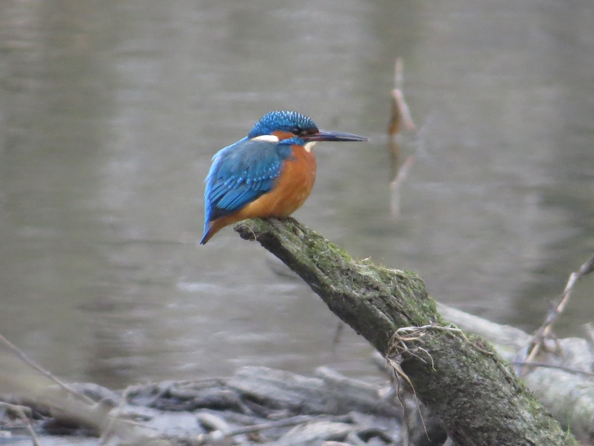 Common Kingfisher - ML646841359